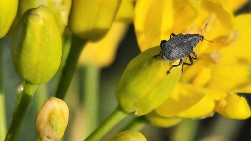 Pipa repičine ljuske: Najznačajnije štete prave larve koje se hrane sjemenom