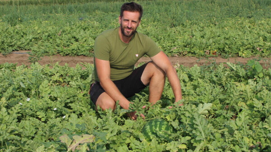 Sava Kompalić je treća generacija lubeničara u porodici - bere do 80 tona po hektaru