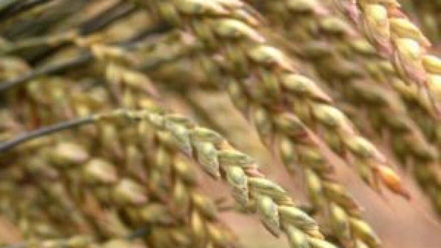 U Račinovcima 25 hektara rezervirano za pir