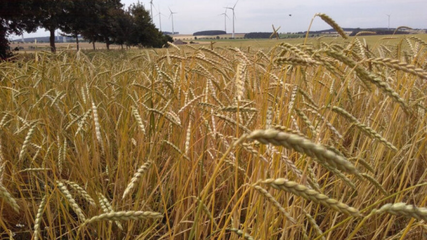 Povratak stare pšenice, pir sve traženiji