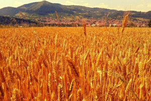 Faraonsko etno selo u dolini piramida