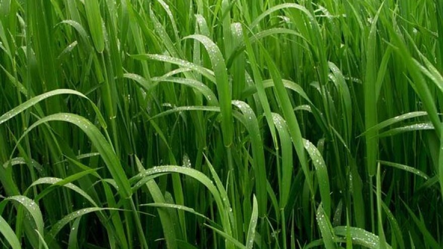 Borba protiv pirike - dugotrajan proces