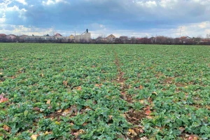 Repičina pipa i dalje aktuelna, u Srbiji toplo za ovaj period godine