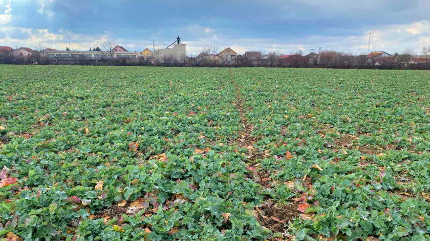 Repičina pipa i dalje aktuelna, u Srbiji toplo za ovaj period godine