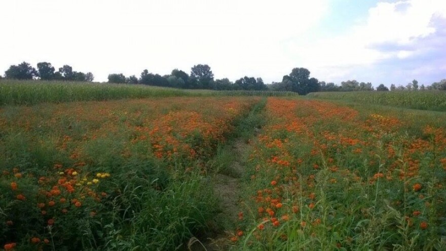 12 kuna/kg piširita uz puno ručnoga rada!