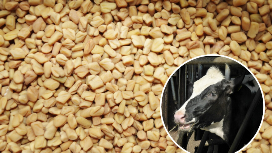 Piskavica: Korisna hrana i za stoku i za ljude