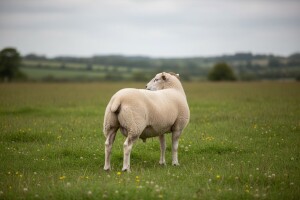 Pitbul u ovčijoj koži zapravo je Belteks ovca?