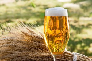Zbog visokih temperatura poskupit će kraft pivo u BiH?
