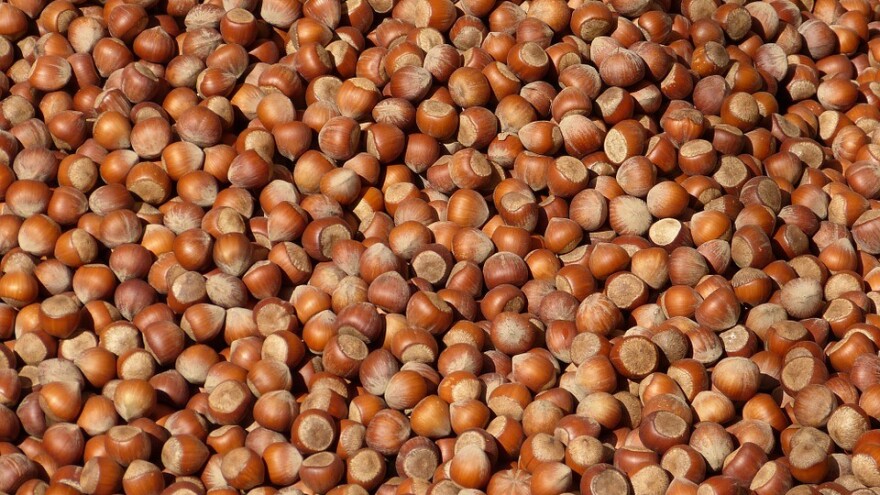 Dobra godina za lešnik