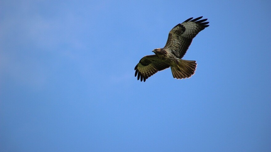 Ptice grabljivice važne za poljoprivredu