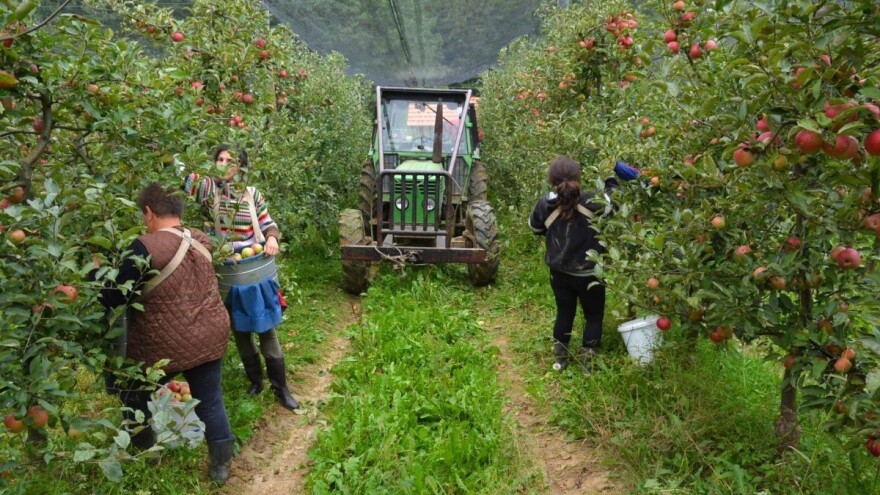 Danas isplaćeno više od 300 hiljada KM podsticaja voćarima