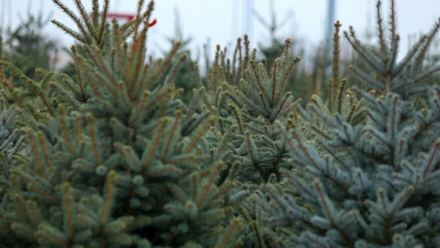 Božićno drvce: Koje se duže drži, a koje najviše miriše?
