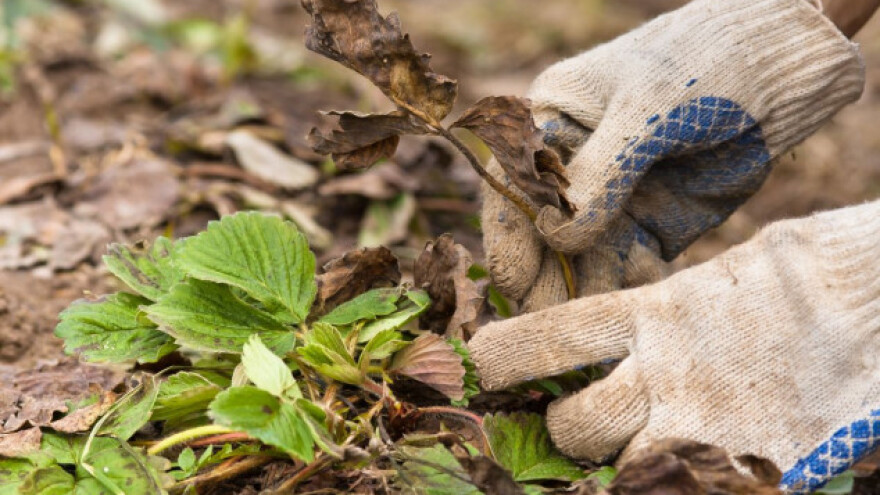 Kako suzbiti običnu pjegavost lista jagode?
