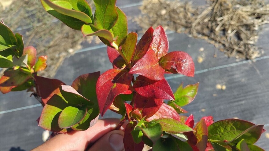 Pjegavost lista borovnice: Kako je razlikovati od nedostatka fosfora?