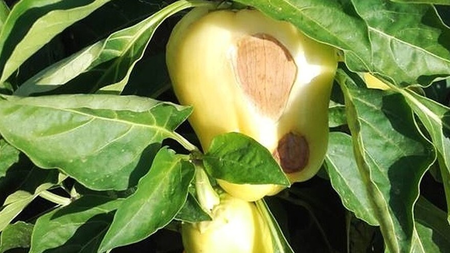 Pjege na plodovima paprike i paradajza - zbog čega se pojavljuju i čime ih tretirati?