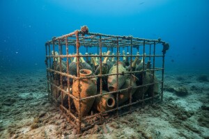 Pjenušac dozrijeva na dnu Novigradskog mora
