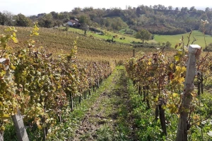 Dva stoljeća dugu tradiciju Vinarija Tomac nadogradila pjenušcima iz amfora