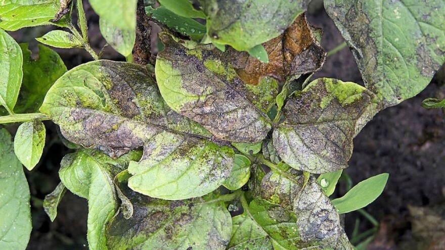 Rešite se plamenjače i pepelnice domaćim oparkom