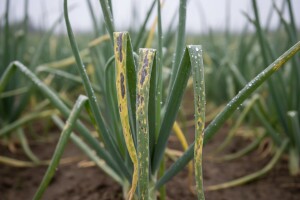 Plamenjača je najčešća bolest luka i poriluka
