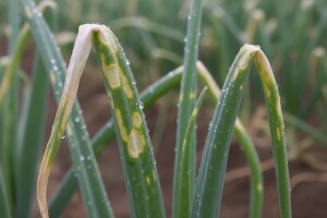 Plamenjača je najštetnija bolest luka