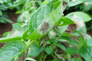 Nega i zaštita krompira tokom vegetacije