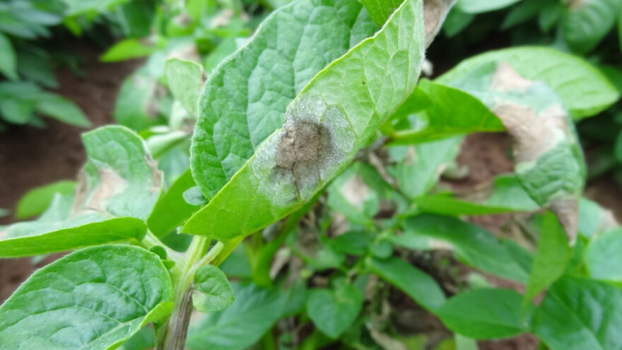 Nega i zaštita krompira tokom vegetacije