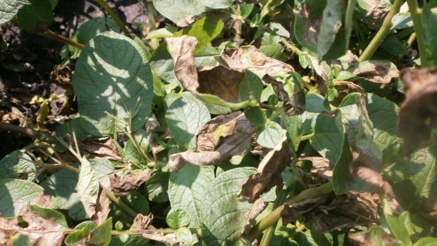 Plamenjača krompira - simptomi i preventivne, hemijske i eko mere zaštite