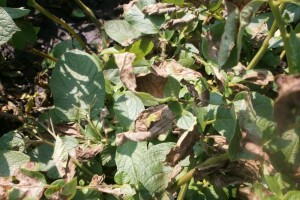 Plamenjača krompira - simptomi i preventivne, hemijske i eko mjere zaštite