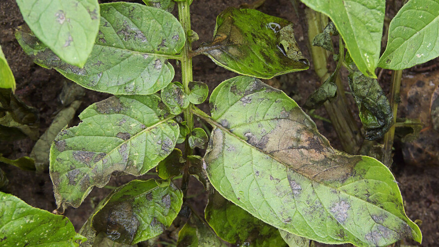 Krompir pocrnio zbog kiše, plamenjača se proširila i na luk, kupus, lubenice i dinje