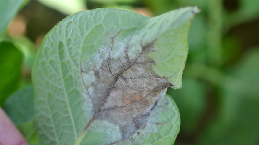 Kako zaštititi krompir od plamenjače u uslovima velike vlage?