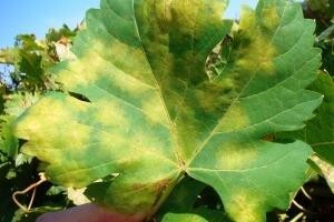 Syngentini stručnjaci upozoravaju na bolesti loze
