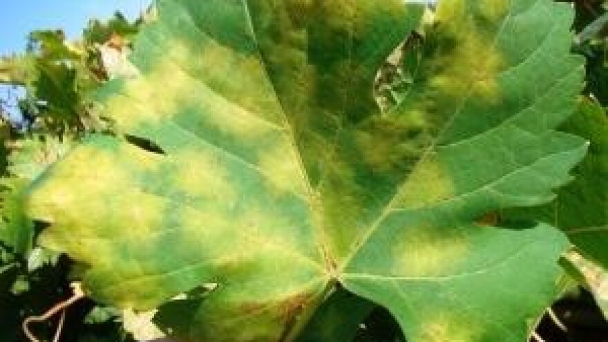 Syngentini stručnjaci upozoravaju na bolesti loze