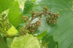 Bayer savjeti za vinogradare 16.-22.06.2014.