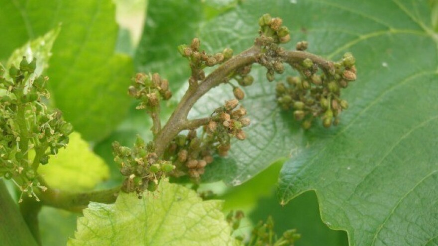 Bayer savjeti za vinogradare 16.-22.06.2014.