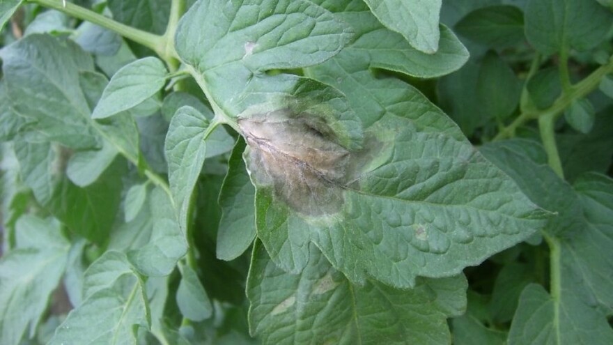 Zaštita paradajza, krompira i vinove loze od prouzrokovača plamenjače