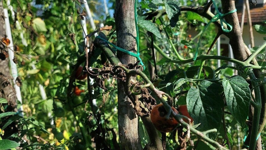 Visoke temperature ne pogoduju plamenjači - reagujte brzo