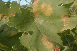 Pripazite na spore plamenjače i grinje