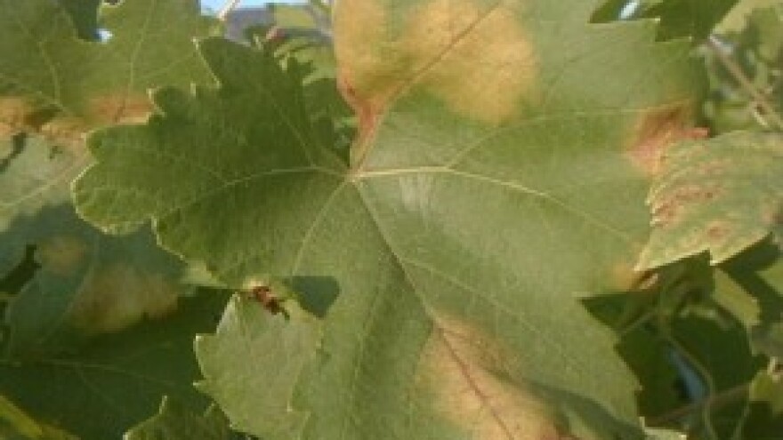 Pripazite na spore plamenjače i grinje