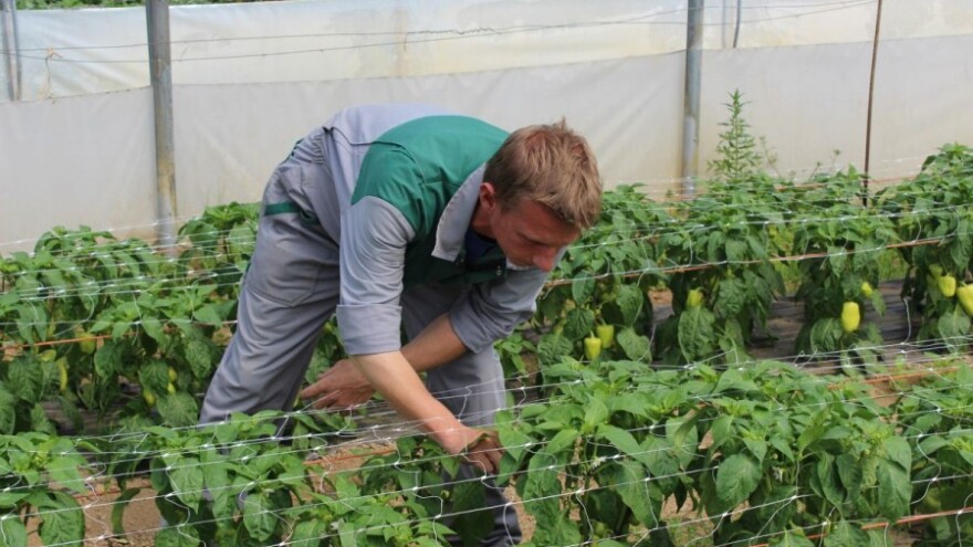 Zaštitite povrće na otvorenom od plamenjače!