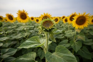 Plamenjača suncokreta - simptomi i mere suzbijanja