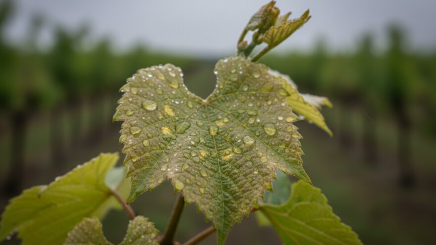 Plamenjača u vinogradima, krastavost u voćnjacima
