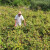 Plamenjača poharala pelješke vinograde: Prinos prepolovljen, krivac i loša zaštitna sredstva?