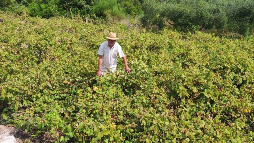 Plamenjača poharala pelješke vinograde: Prinos prepolovljen, krivac i loša zaštitna sredstva?