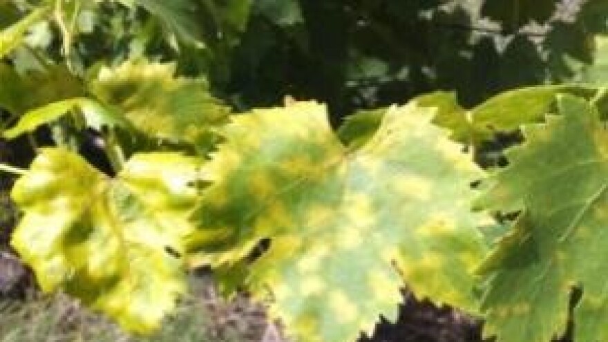 Preventivne mjere u zaštiti od plamenjače i pepelnice