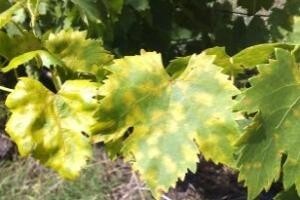Preporuke za zaštitu vinograda od pepelnice i plamenjače