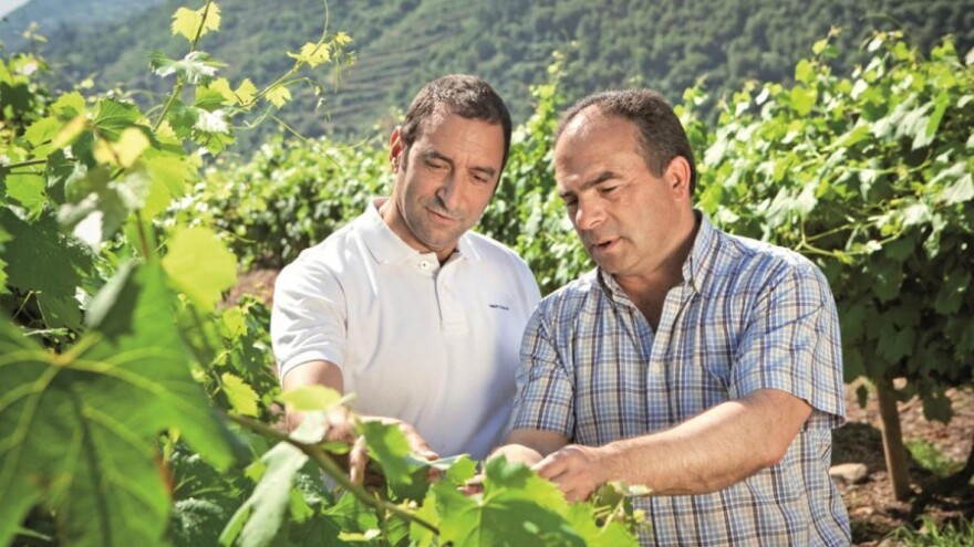 Zaštita od plamenjače u fazi zatvaranja bobica!