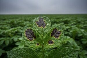Plamenjača započela uništavanjem krumpira!
