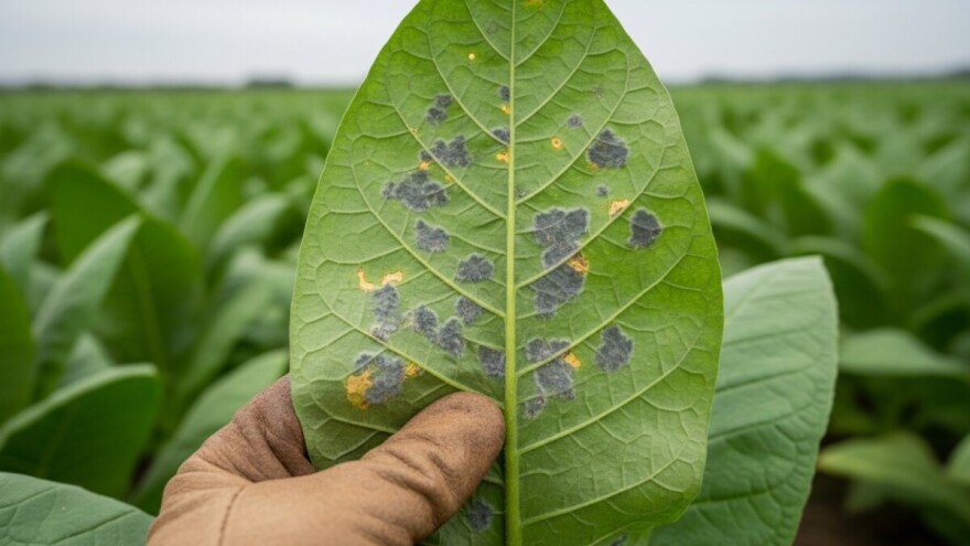 Plamenjače prijete duhanu