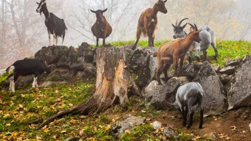 Kozarstvo - beg u održivost