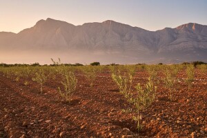Planira se gradnja prve uljare u imotskom kraju
